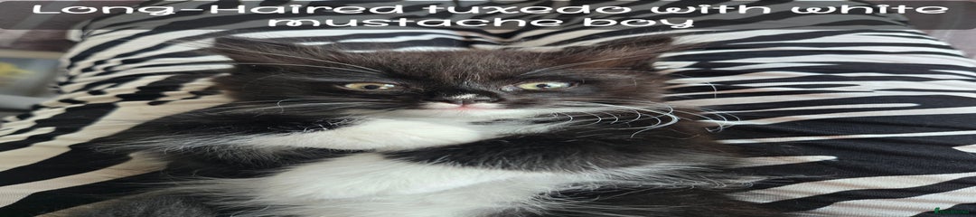 Long-Haired tuxedo boy with white mustache