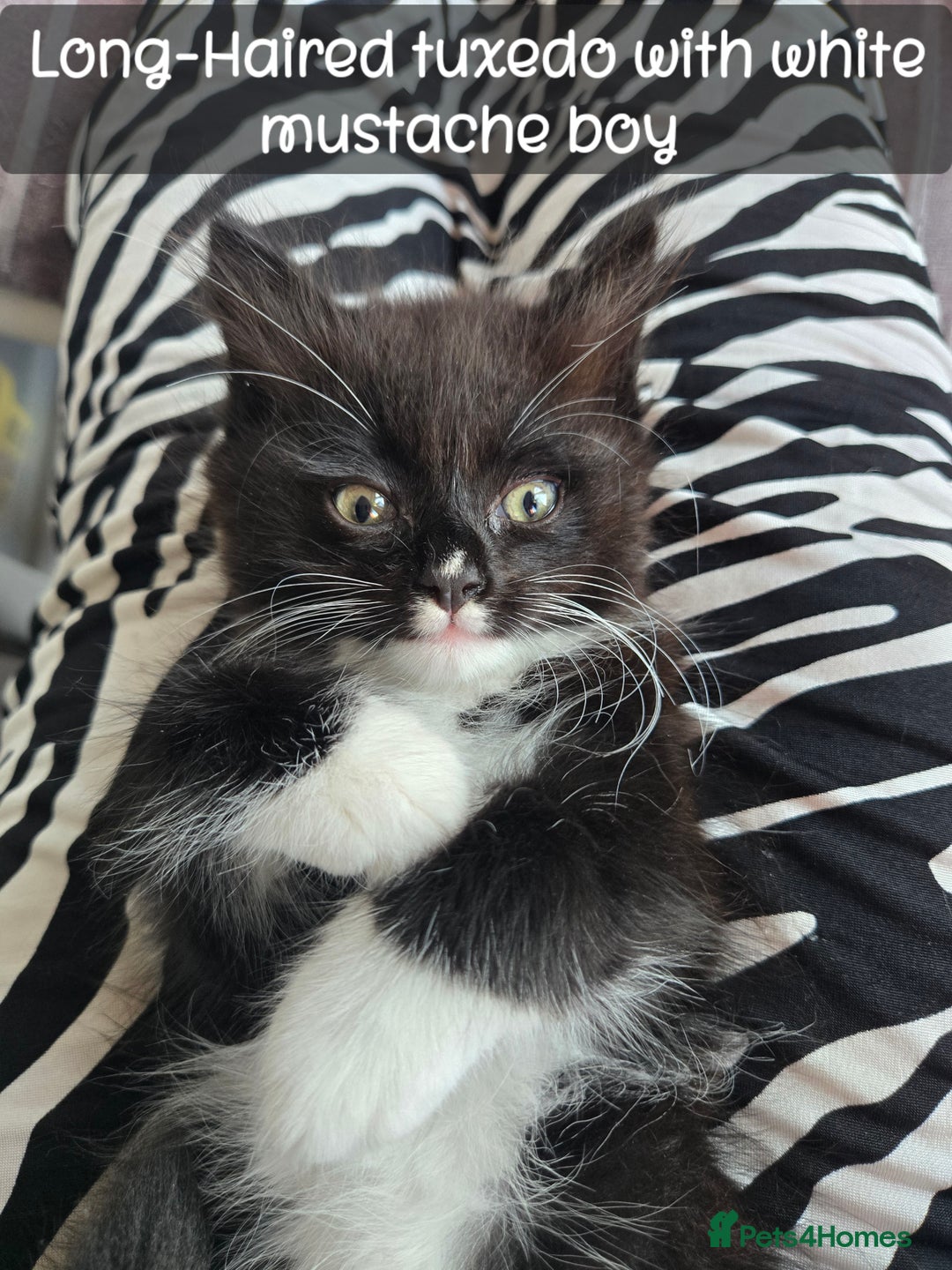 Ragdoll cats for sale: 12 half-Ragdolls (£150-£475) - Image 19