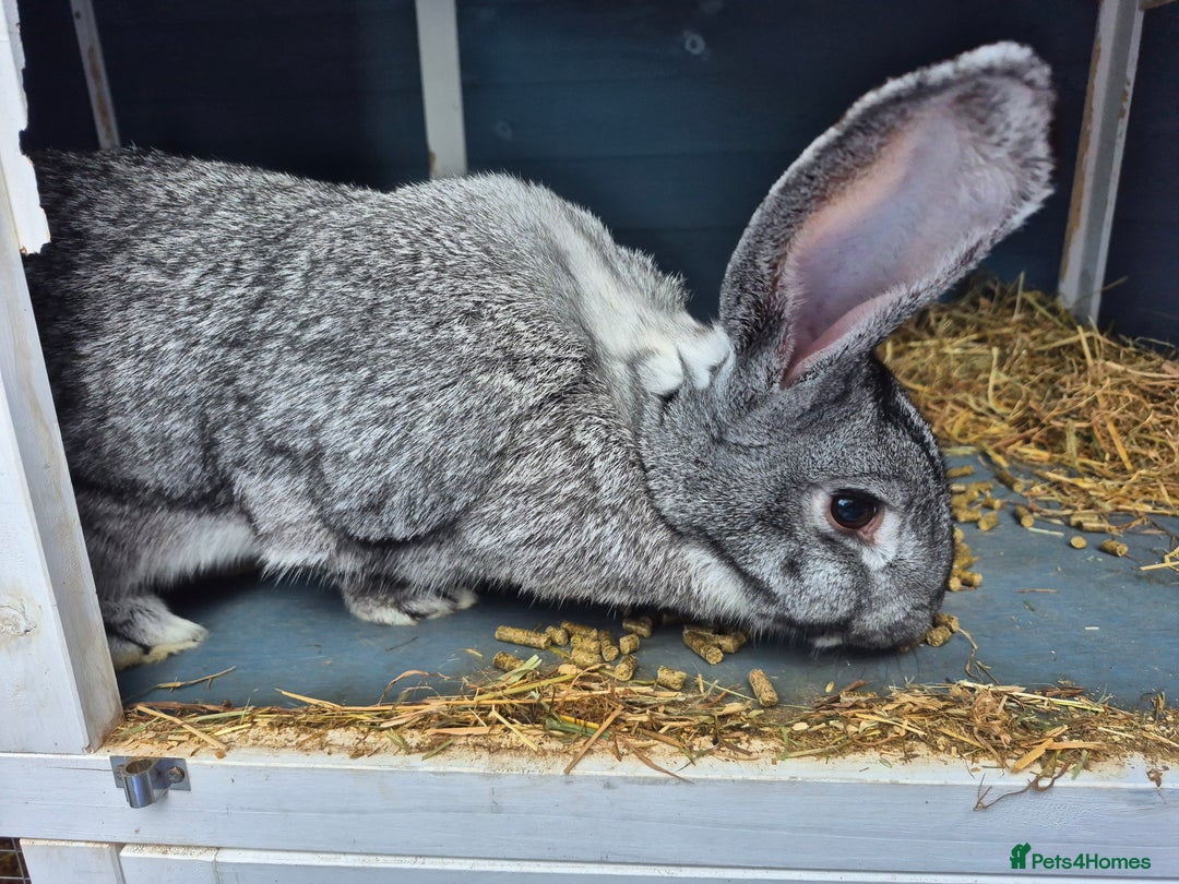 Mixed Breed rabbits for sale: 2 female rabbits need rehoming - Advert 3