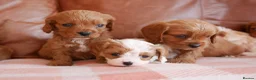 Cavapoo dogs for sale: Stunning Health Tested F1b Cavapoo Puppies - Advert 2