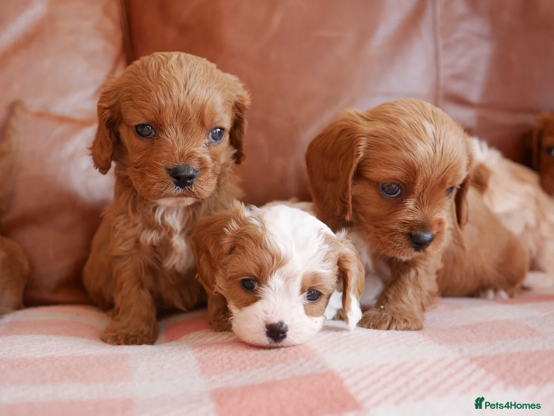 Cavapoo dogs for sale: Stunning Health Tested F1b Cavapoo Puppies - Advert 2