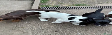 Sprocker Puppy 2