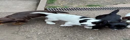 Sprocker dogs for sale: Working Sprocker Pups  - Advert 6