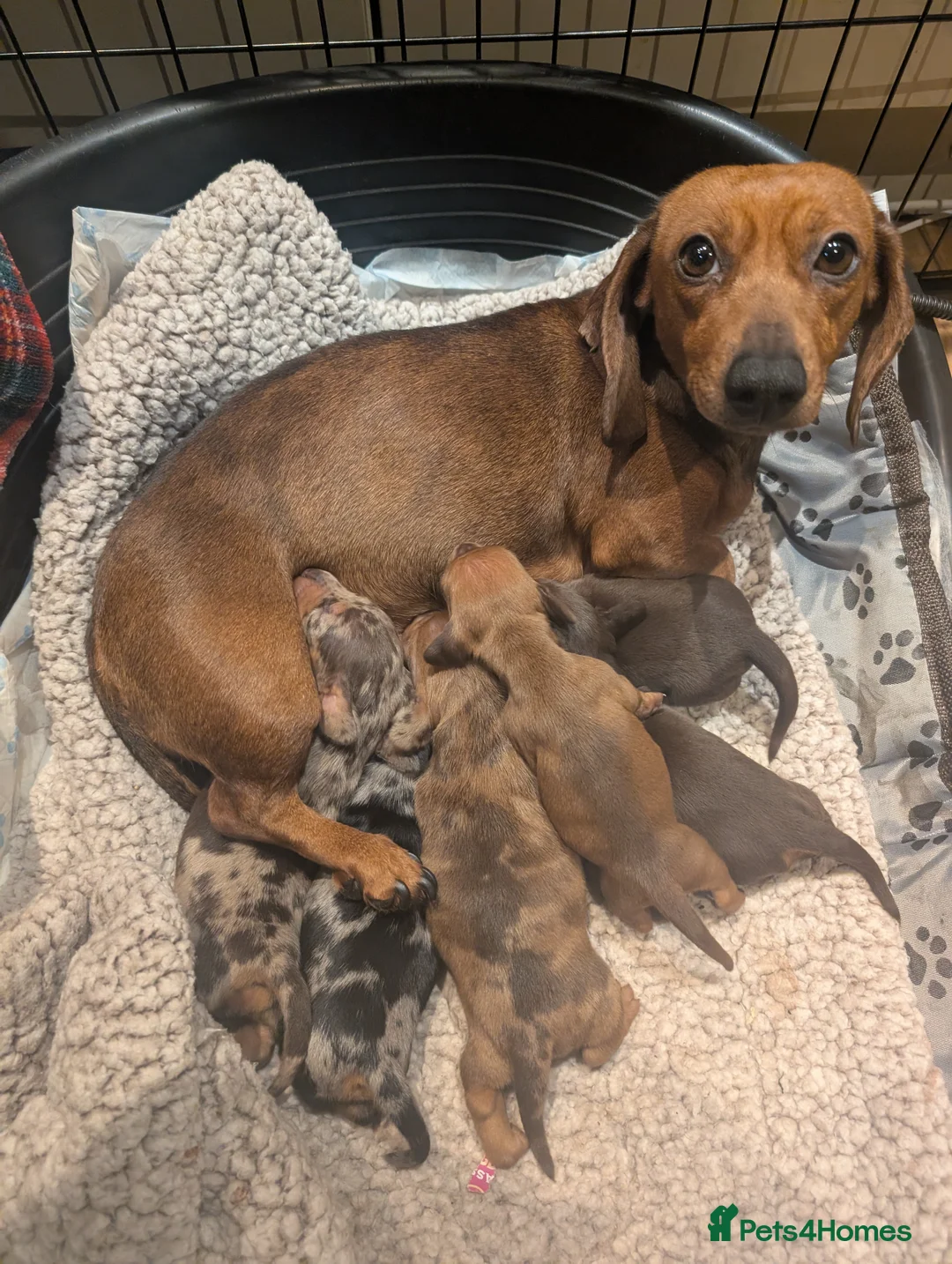 Miniature Dachshund dogs for sale: Beautiful Miniature Dashound Puppies For Sale - Advert 1