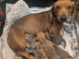 Miniature Dachshund dogs Beautiful Miniature Dashound Puppies For Sale - Advert 1