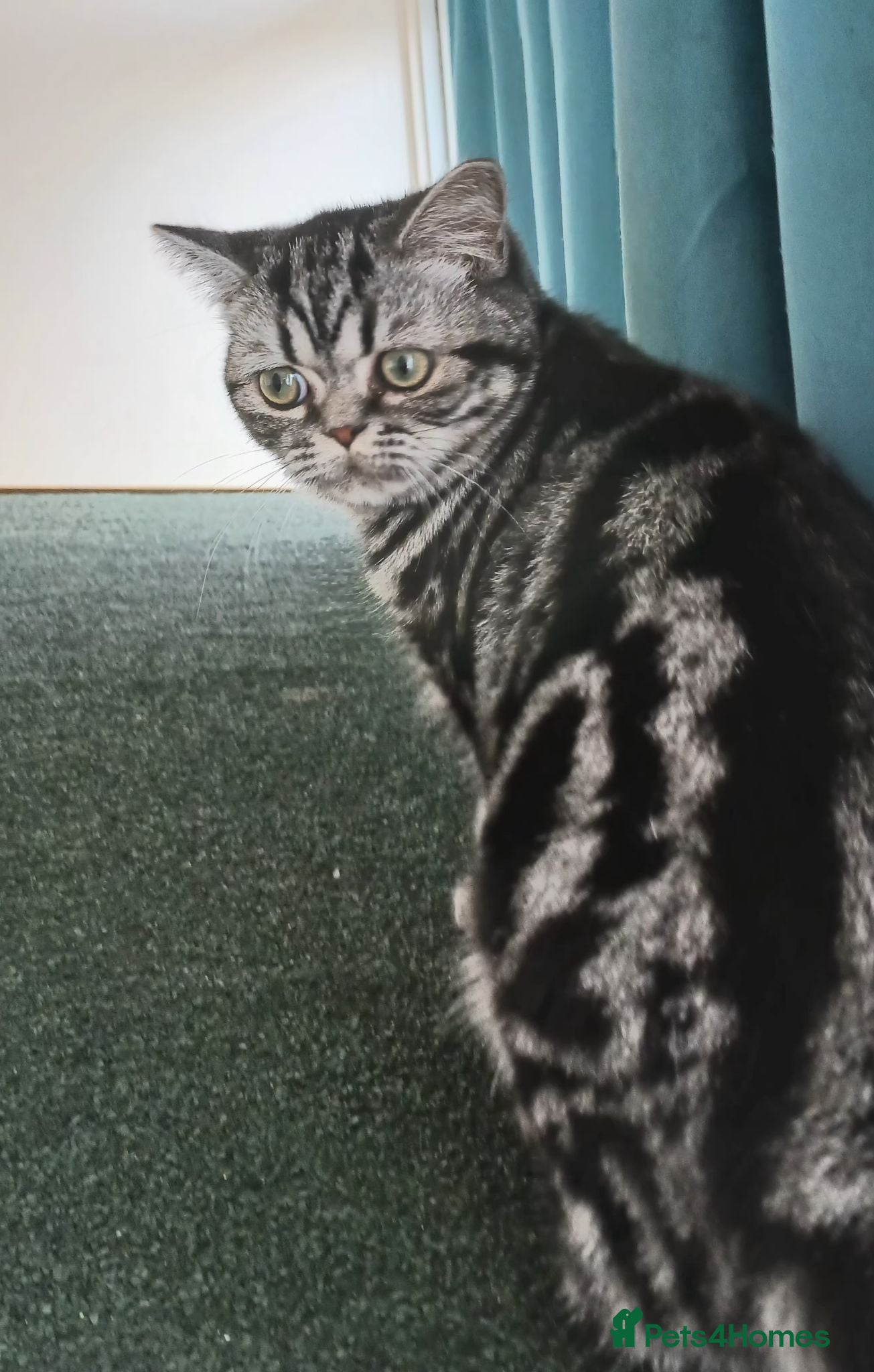 British Shorthair cats Bsh. Silver Classic Tabby . - Advert 12