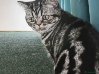 British Shorthair cats Bsh. Silver Classic Tabby . - Advert 12