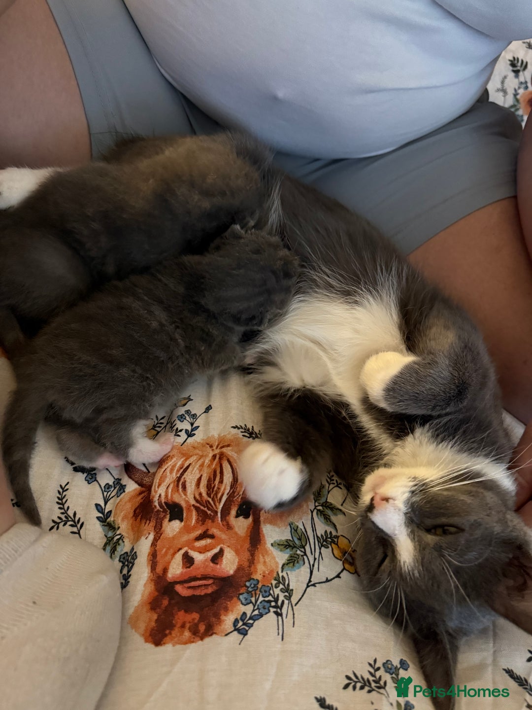 British Shorthair cats for sale: Beautiful British Blue Kitten - Image 2