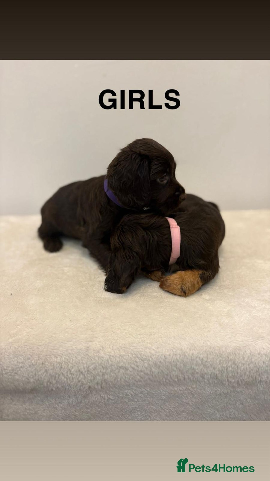 Cocker Spaniel dogs for sale: Gorgeous Full Cocker Spaniel Pups  - Image 24