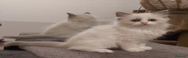 Ragdoll Kitten 5
