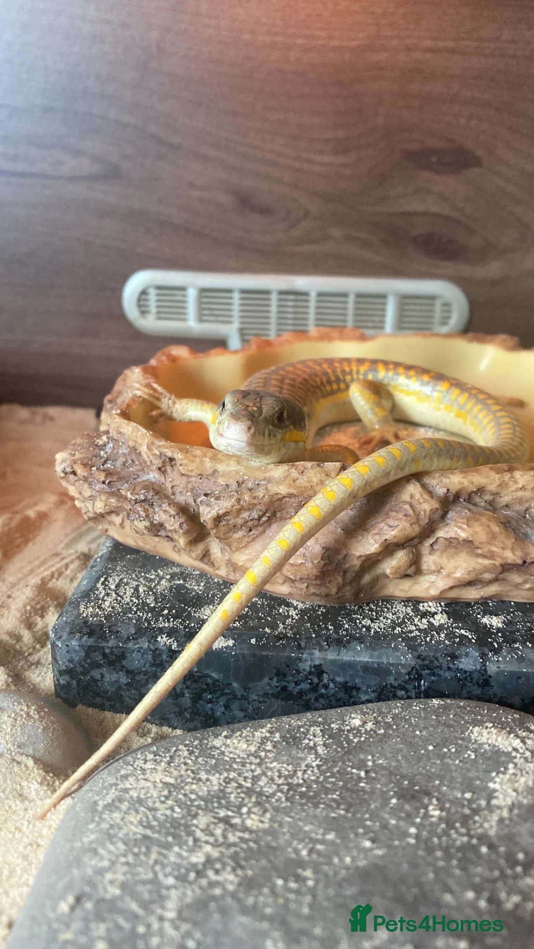 Skink reptiles for sale: Pink tongue skink for adoption  - Advert 1