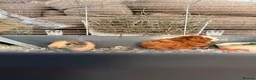 Guinea Pig rodents for sale: 2 male guinea pigs  - Advert 6