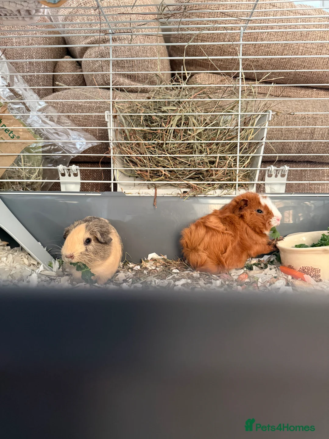 Guinea Pig rodents for sale: 2 male guinea pigs  - Advert 6