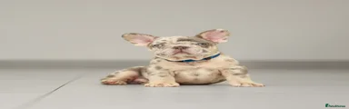 Blue Collar - Cosmo 