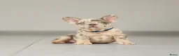 French Bulldog dogs for sale: !! REDUCED !! Beautiful KC Frenchie Puppies  - Advert 12
