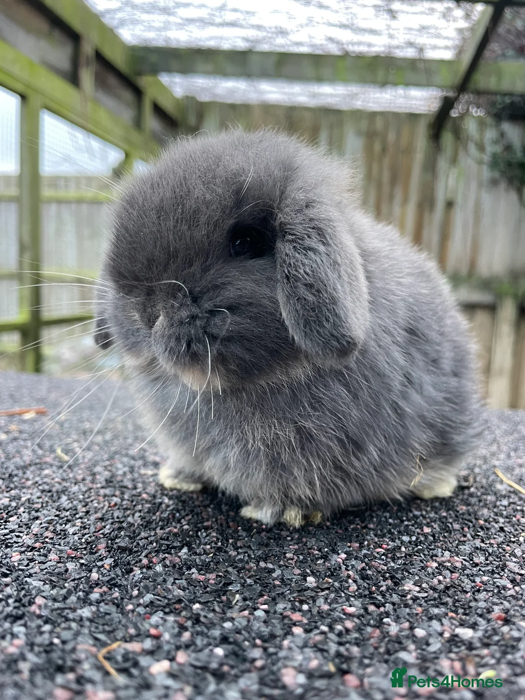 Mini Lop rabbits for sale: X2 Stunning does looking for their for ever home - Advert 2