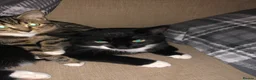 Mixed Breed cats for sale: Two cats one tuxedo and one tabby - Advert 1