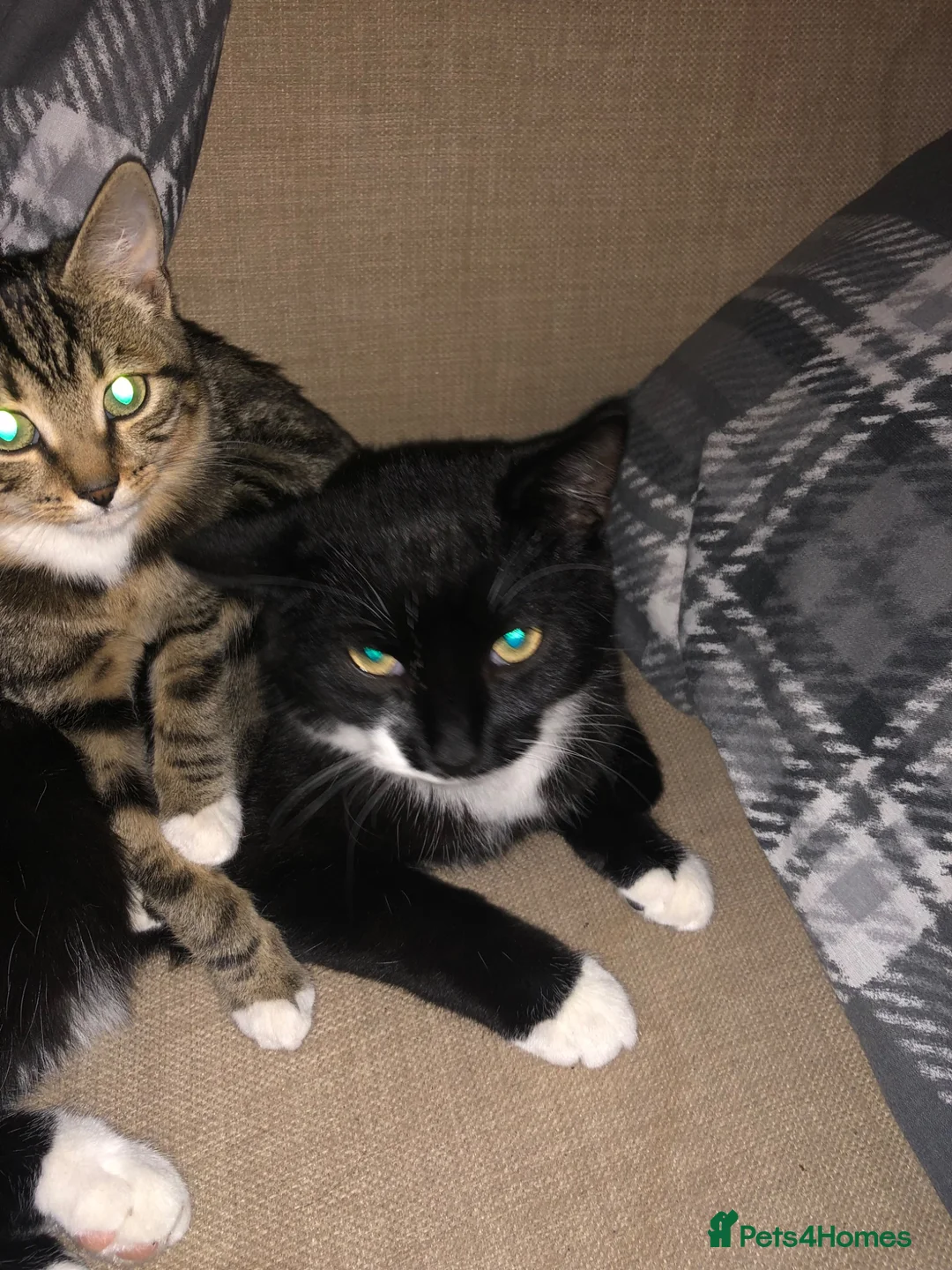 Mixed Breed cats for sale: Two cats one tuxedo and one tabby - Advert 1