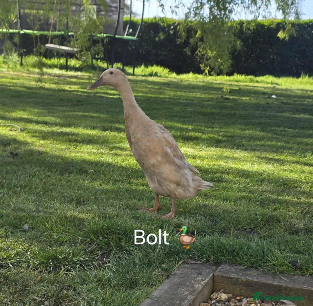 Ducks poultry for sale: 4 Friendly Runner Ducks (3 female 1 drake) - Advert 2