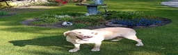 Labrador Retriever dogs for sale: Beautiful KC Golden Labrador Puppies for Sale in Washington - Advert 7