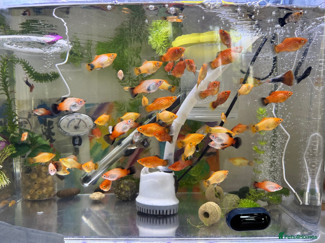 Platies fish for sale: Small platys for sale £1 each in Bromley - Image 25