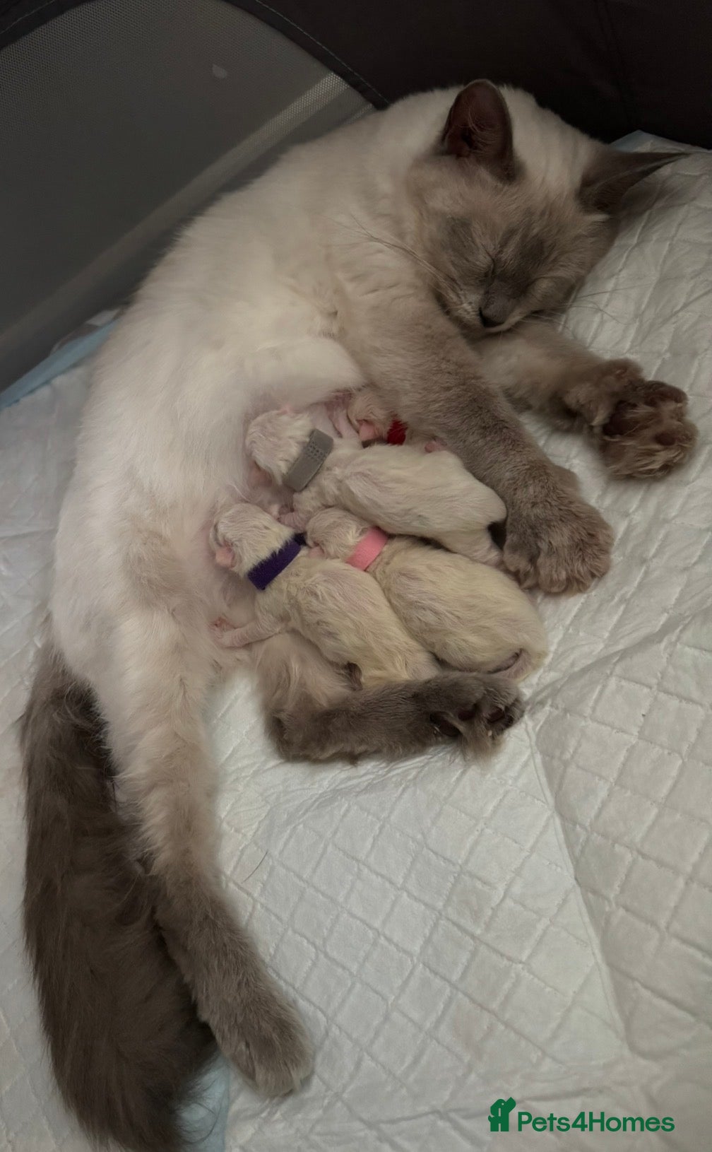 Ragdoll cats Ragdoll kittens for sale, male and female - Advert 2