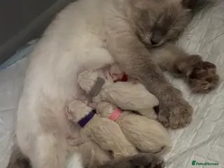 Ragdoll cats Ragdoll kittens for sale, male and female - Advert 3