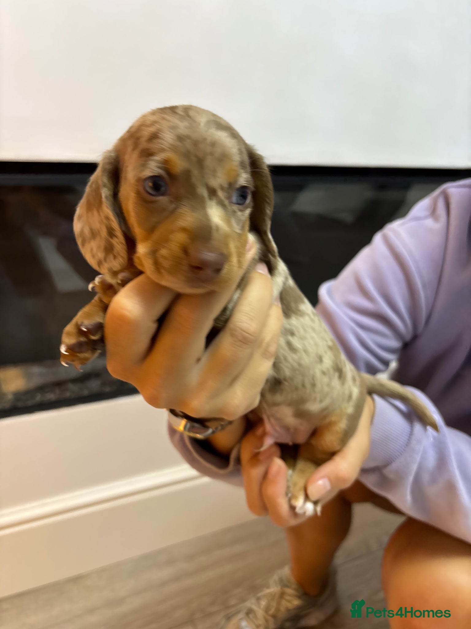 Miniature Dachshund dogs Beautiful miniature dachshund  - Advert 14