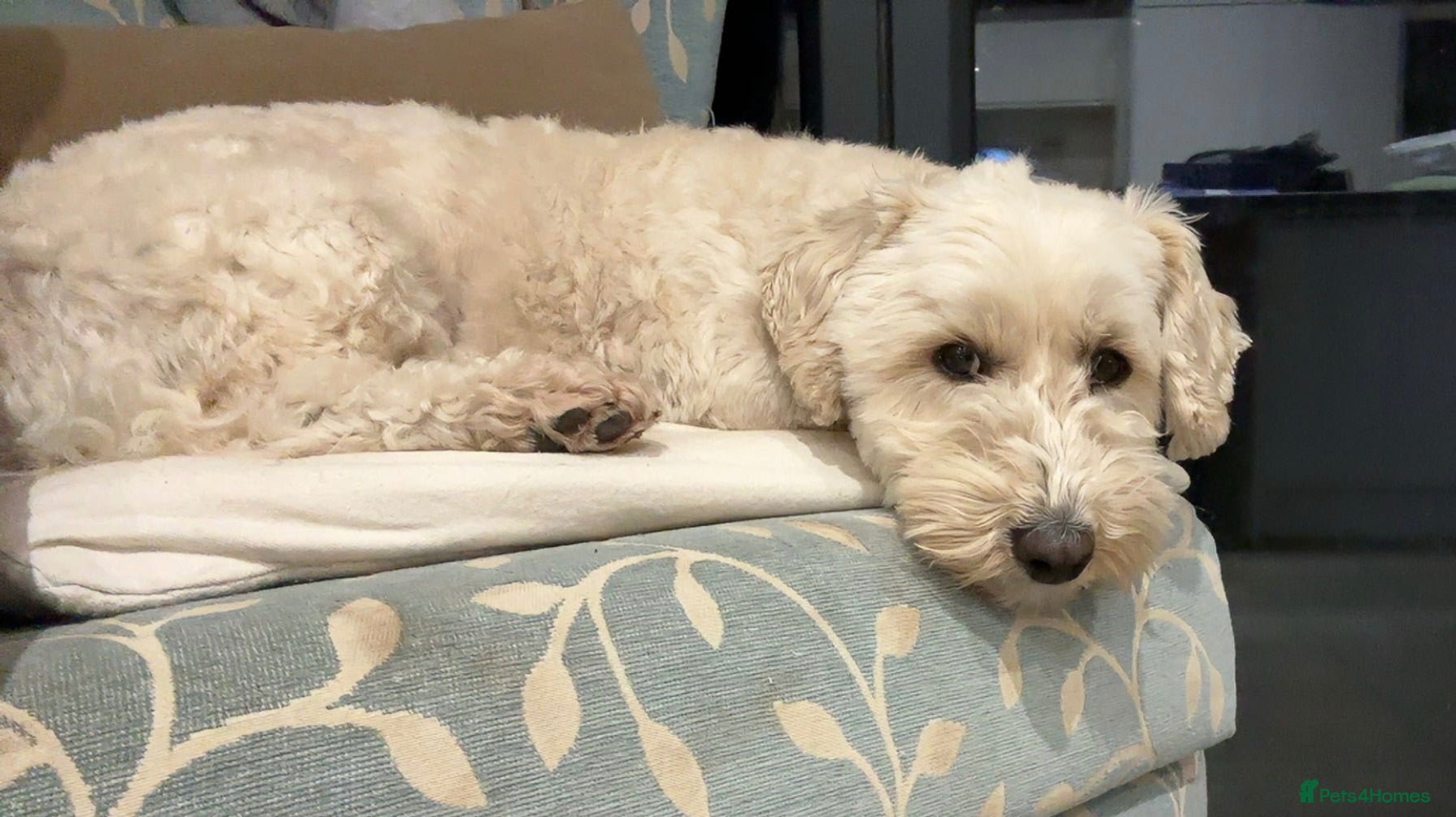 Mixed Breed dogs Gorgeous little Buddy - Advert 2