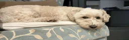 Mixed Breed dogs for sale: Gorgeous little Buddy - Advert 1