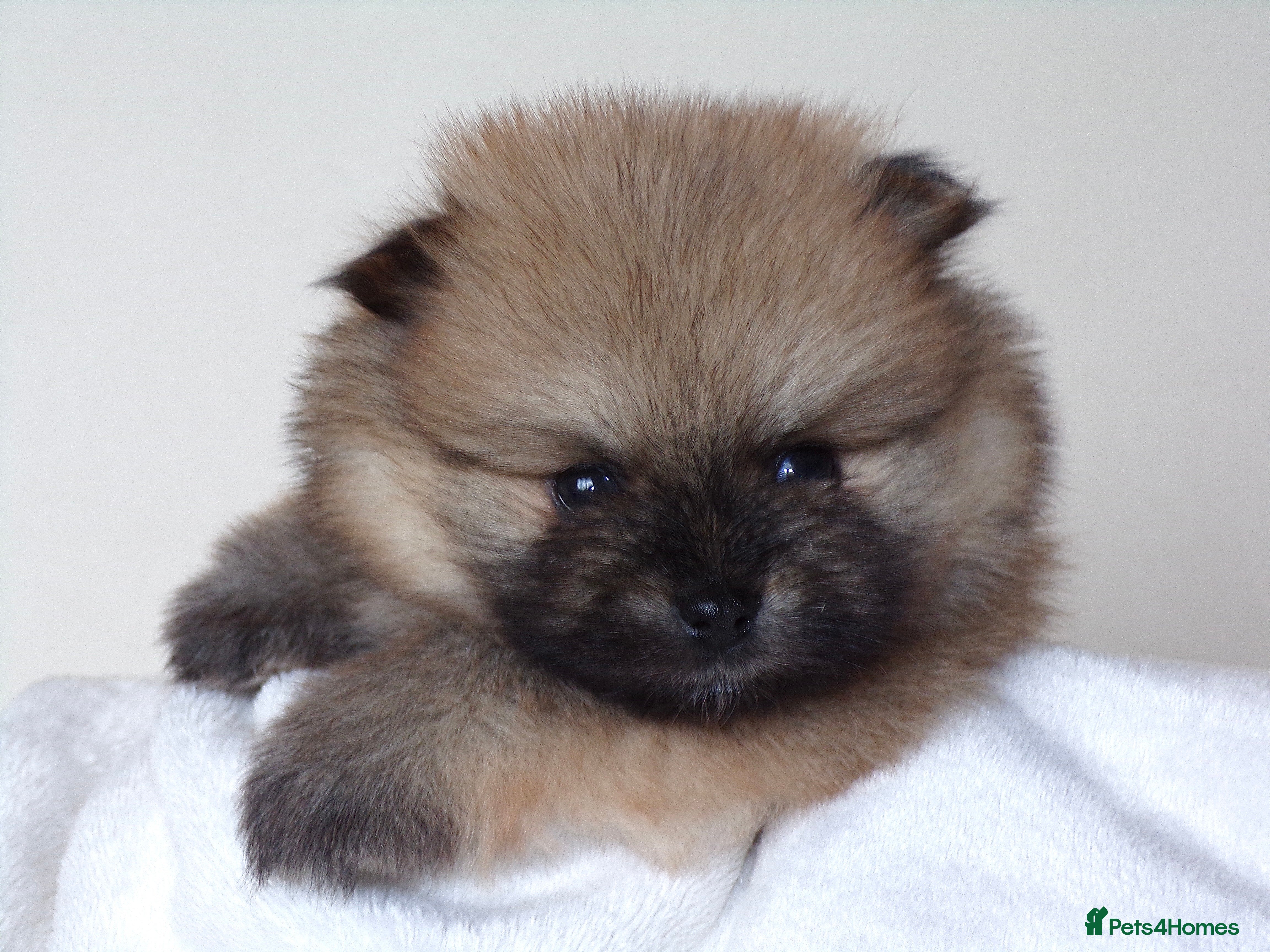 Pomeranian dogs Teddy bear Pomeranian puppies 🧸 - Advert 1