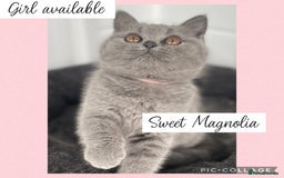 British Shorthair cats for sale: 🌸 Champion GCCF British Shorthair’s 🌸 - Image 4