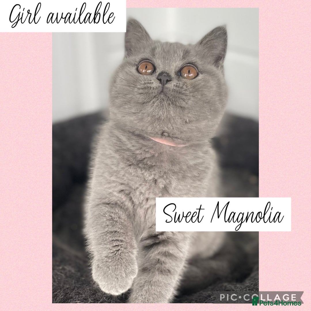 British Shorthair cats for sale: 🌸 Champion GCCF British Shorthair’s 🌸 - Image 4