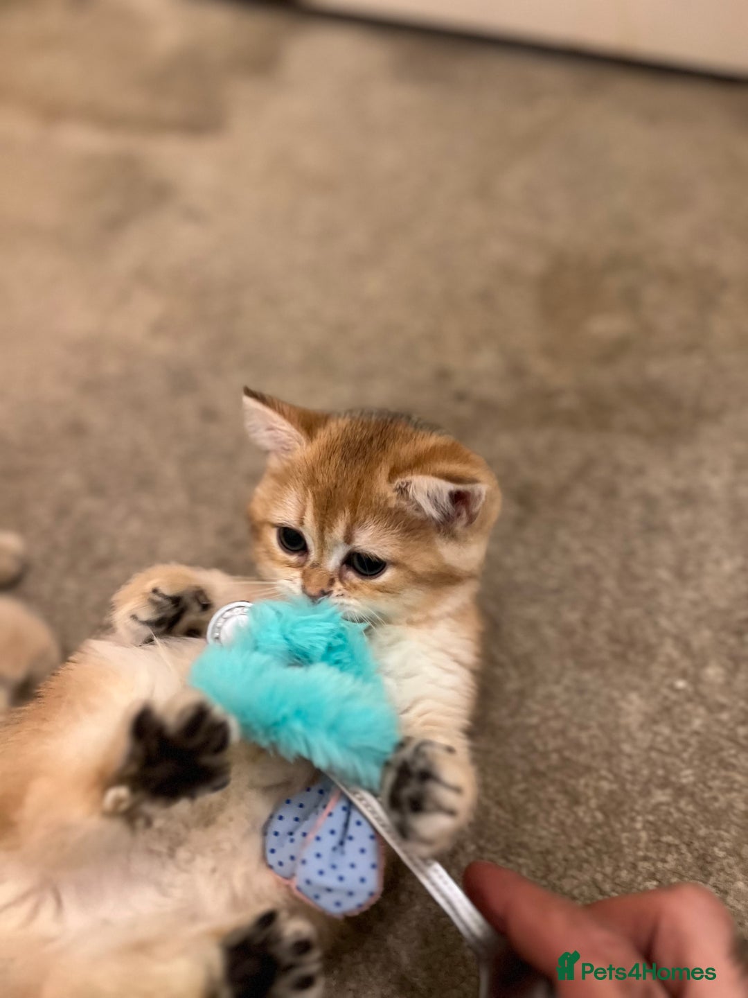 British Shorthair cats for sale: Only two boys left ready to go ❤️ - Image 12