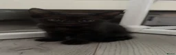 Mixed Breed cats for sale: 4 kittens for sale  - Advert 3