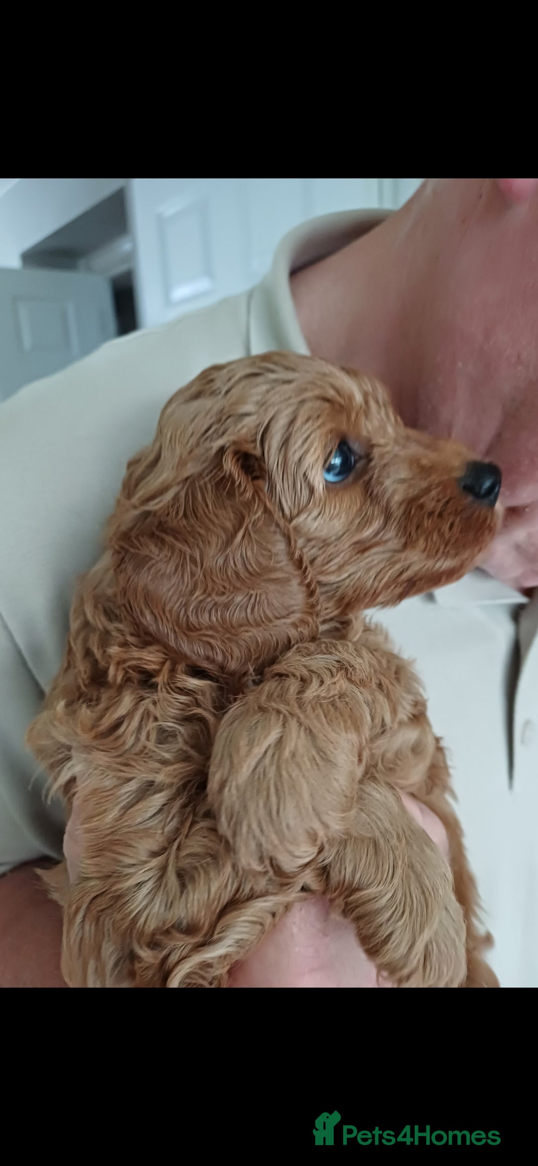 Cavapoo dogs HEALTH-TESTED CAVAPOOS. - Advert 2