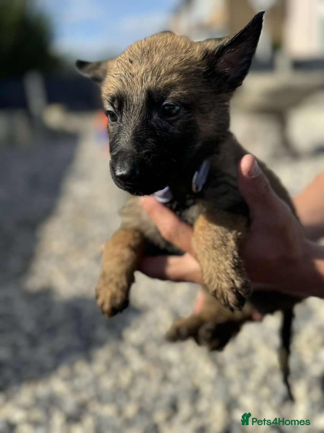 German Shepherd dogs for sale: German X Czech shepherd puppies - Image 5