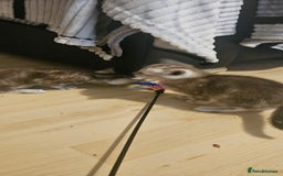 Bengal cats for sale: Rare Bengal babies - Advert 2