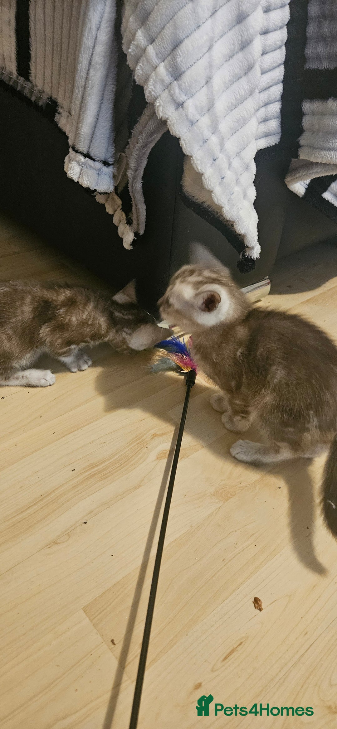 Bengal cats for sale: Rare Bengal babies - Advert 2