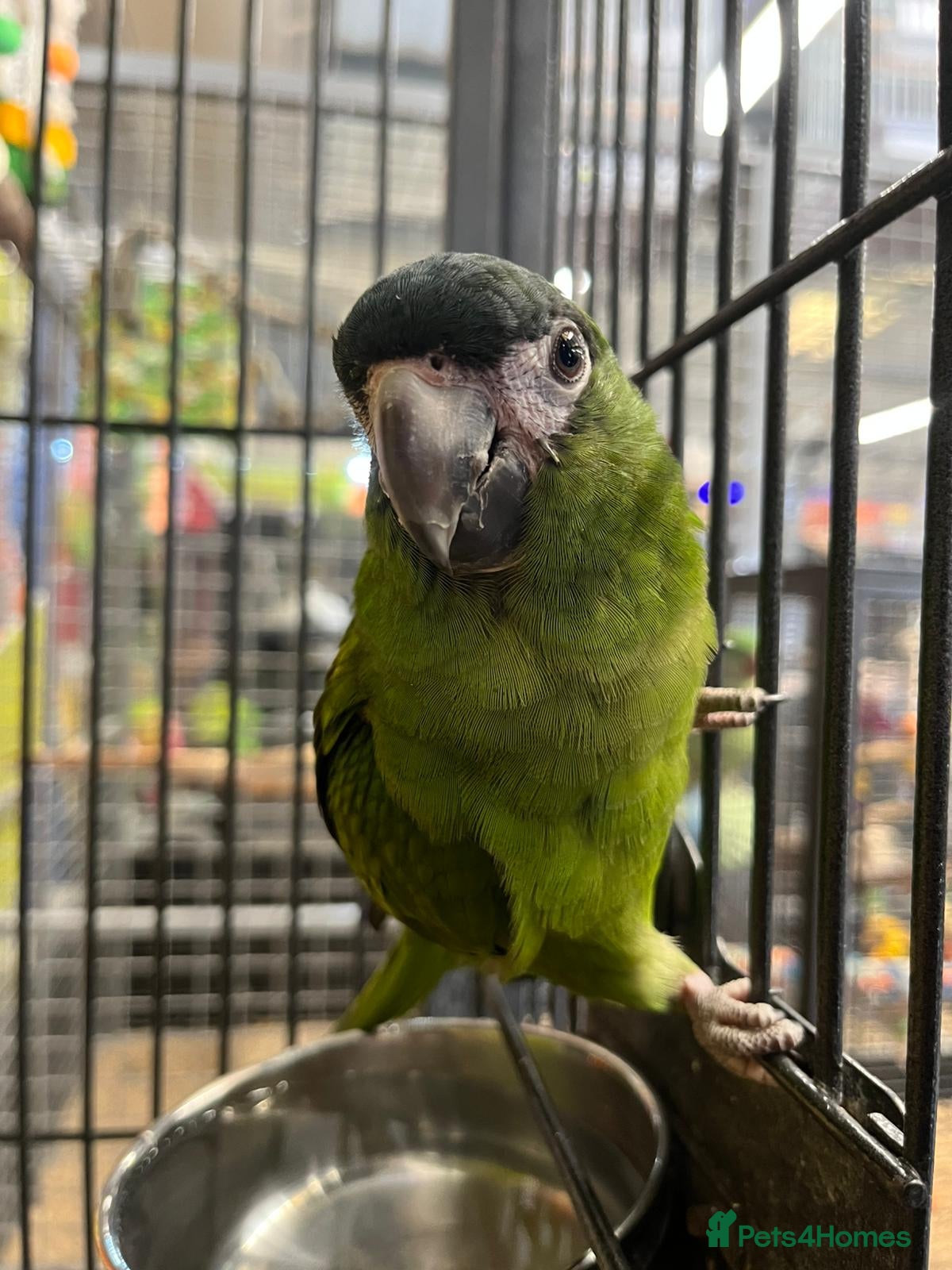 Macaws birds super tame hand reared Hahns macaw - Advert 5