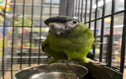 Macaws birds for sale: super tame hand reared Hahns macaw - Image 1