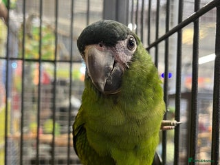 Macaws birds for sale - Advert 3