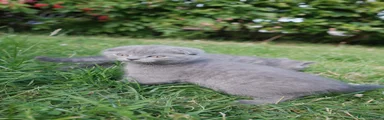 British Shorthair 4