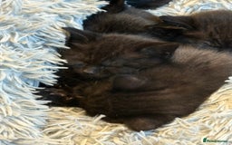 British Shorthair cats for sale: British shorthair cross kittens - Image 2