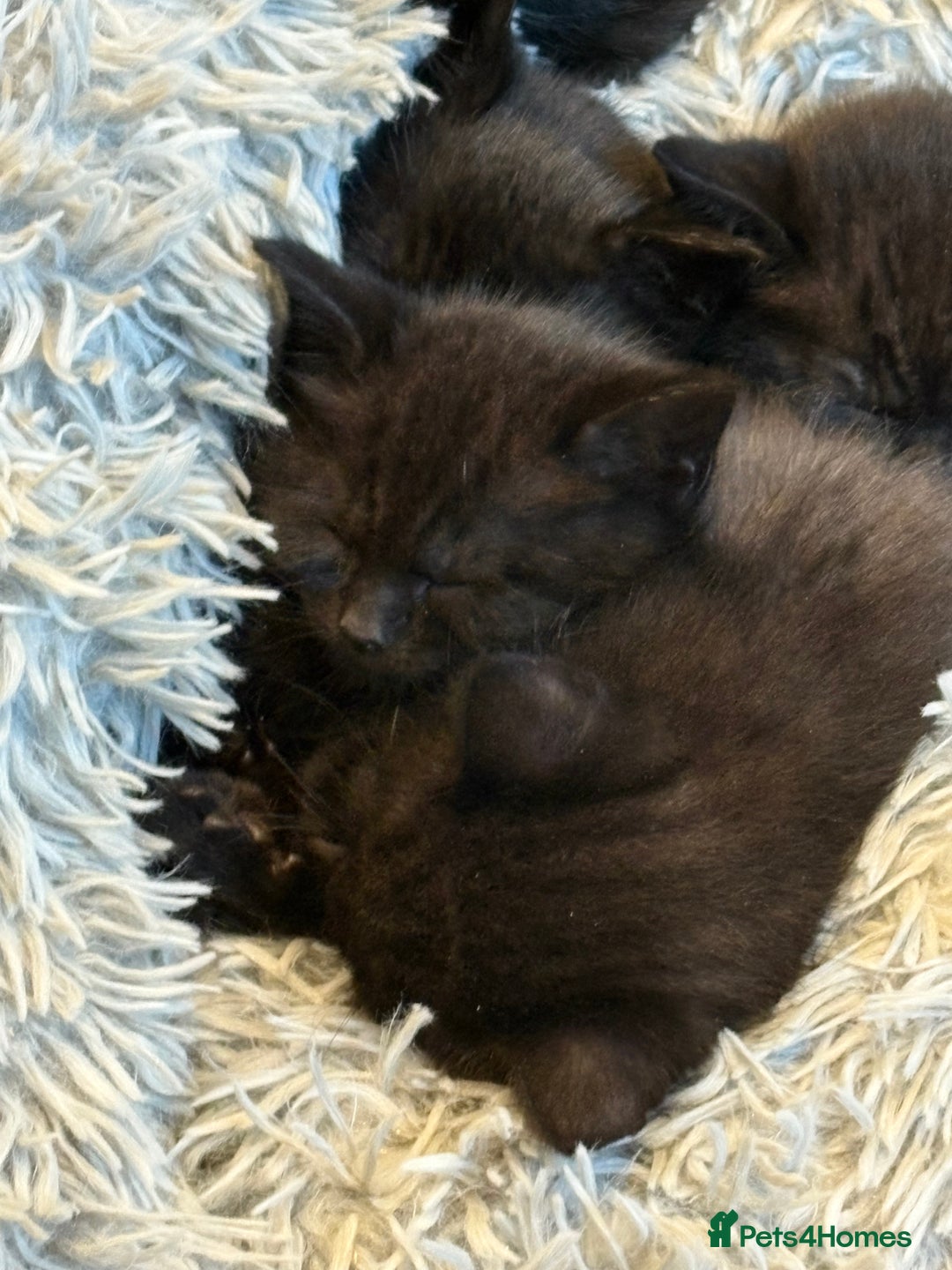 British Shorthair cats for sale: British shorthair cross kittens - Image 2