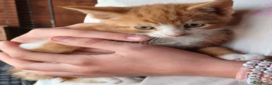 Mixed Breed 5