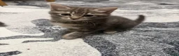 Mixed Breed cats for sale: Kitten  - Advert 2