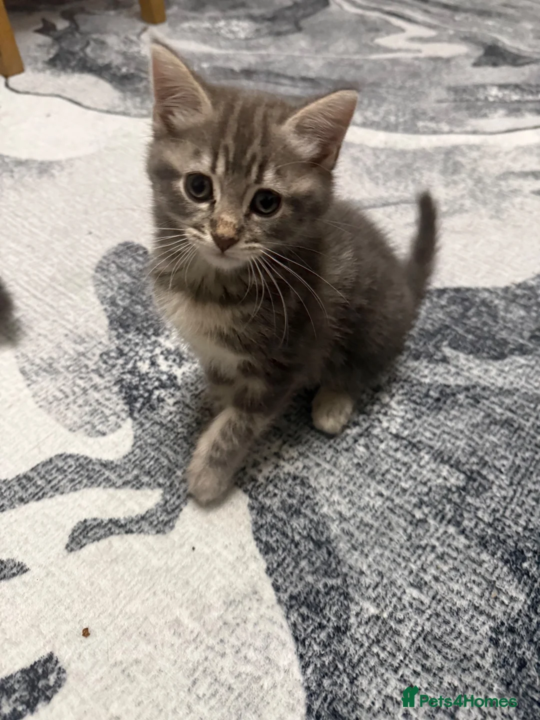 Mixed Breed cats for sale: Kitten  - Advert 2