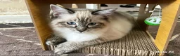 Ragdoll cats for sale: Pure Ragdoll kitten  - Advert 2