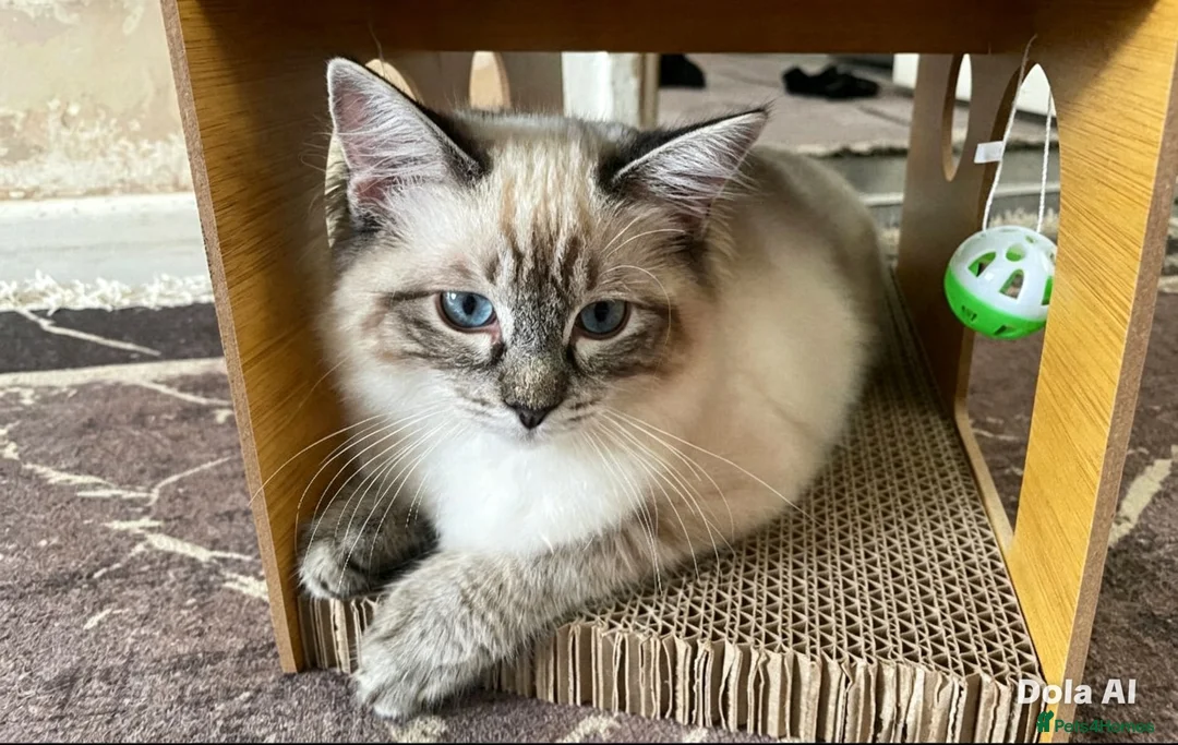 Ragdoll cats for sale: Pure Ragdoll kitten  - Advert 2